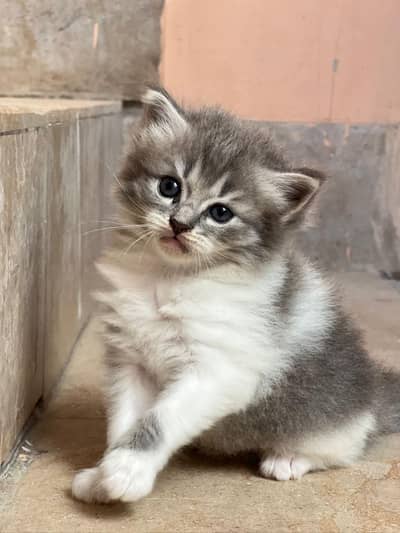 Persian kitten ready for new home