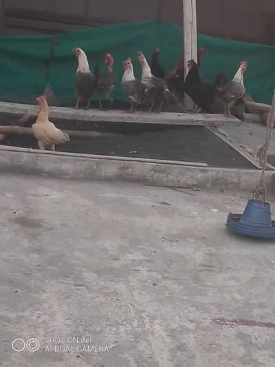 henss