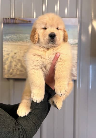 Golden Retriever Microchipped Pedigree Puppy