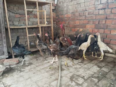 Aseel Home Breed