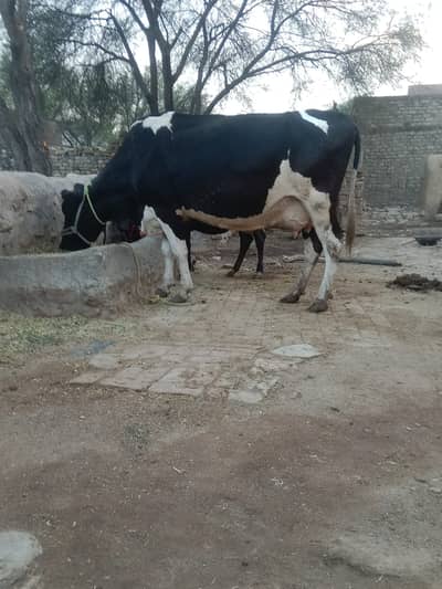 cow for sale urjent