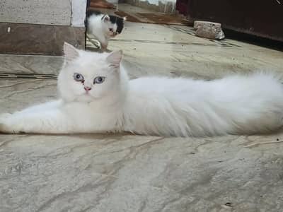 Persian cat home breed | persian kitten | triple coated Persian Cat