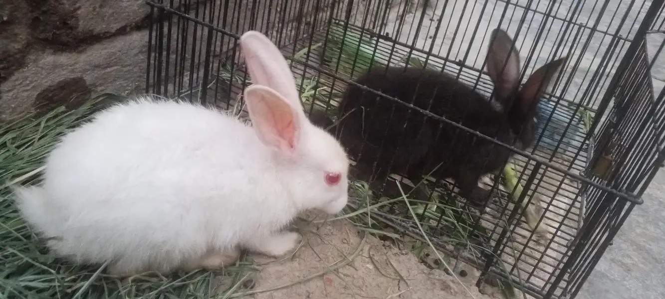 Nez and Dutch female rabbits — photo 3