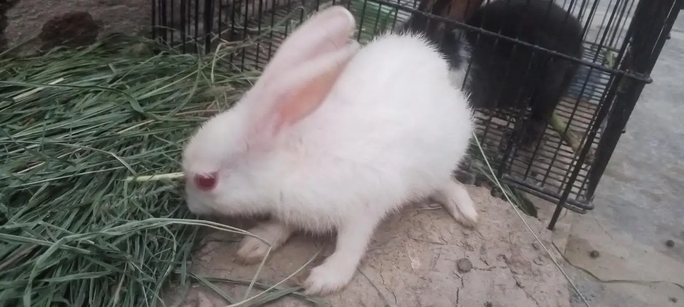 Nez and Dutch female rabbits — photo 4