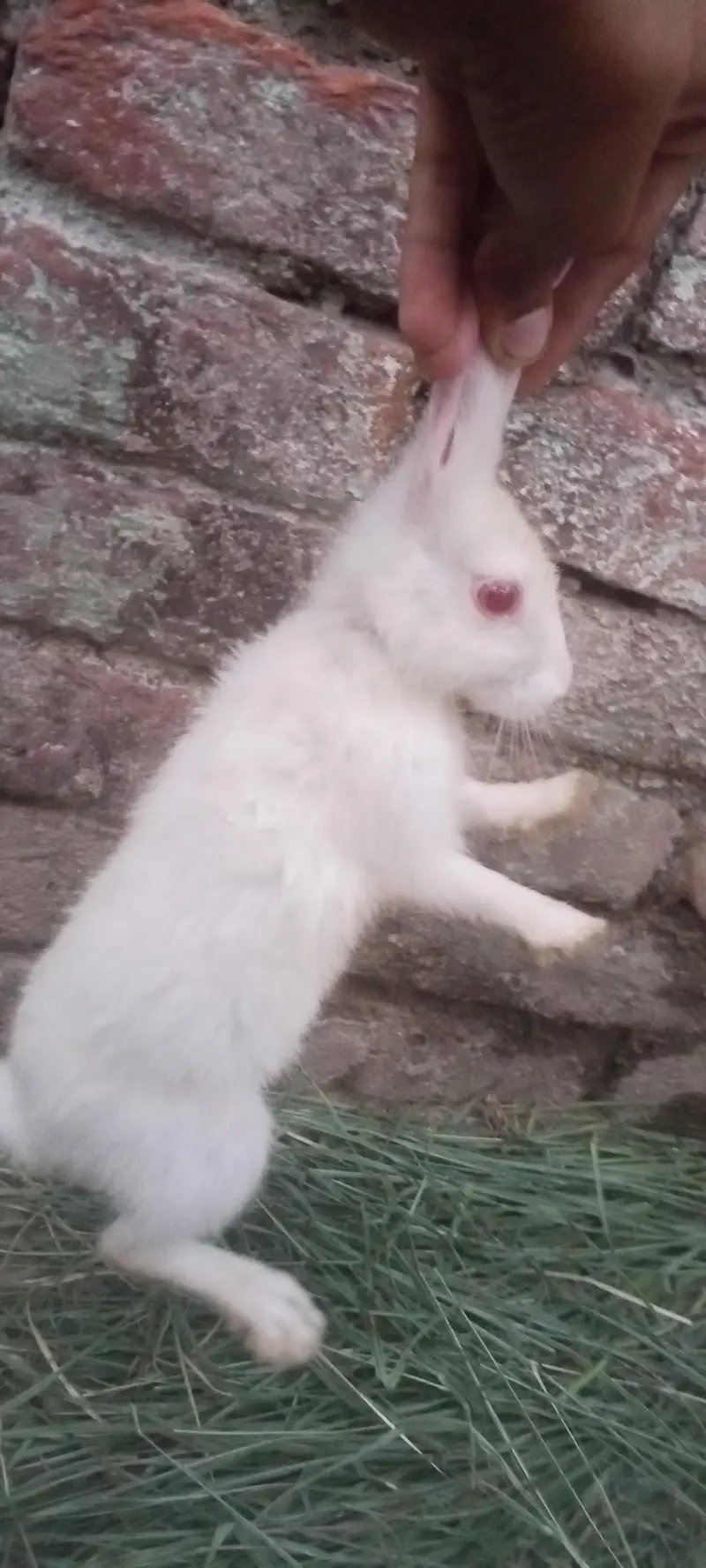 Nez and Dutch female rabbits — photo 2