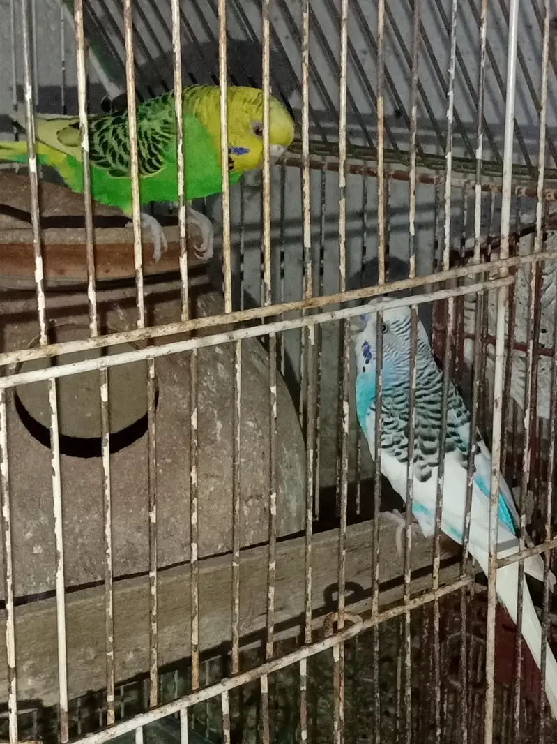 1 Pair and 3 males for sell in 1800 only