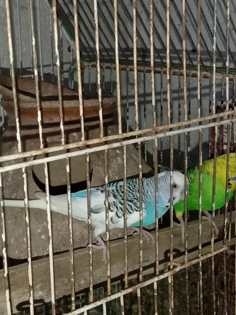 1 Pair and 3 males for sell in 1800 only — photo 2