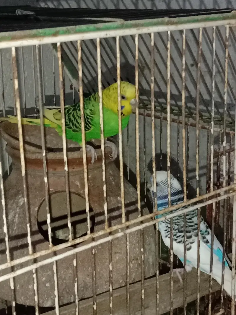 1 Pair and 3 males for sell in 1800 only — photo 3