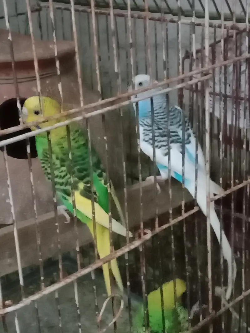 1 Pair and 3 males for sell in 1800 only — photo 4