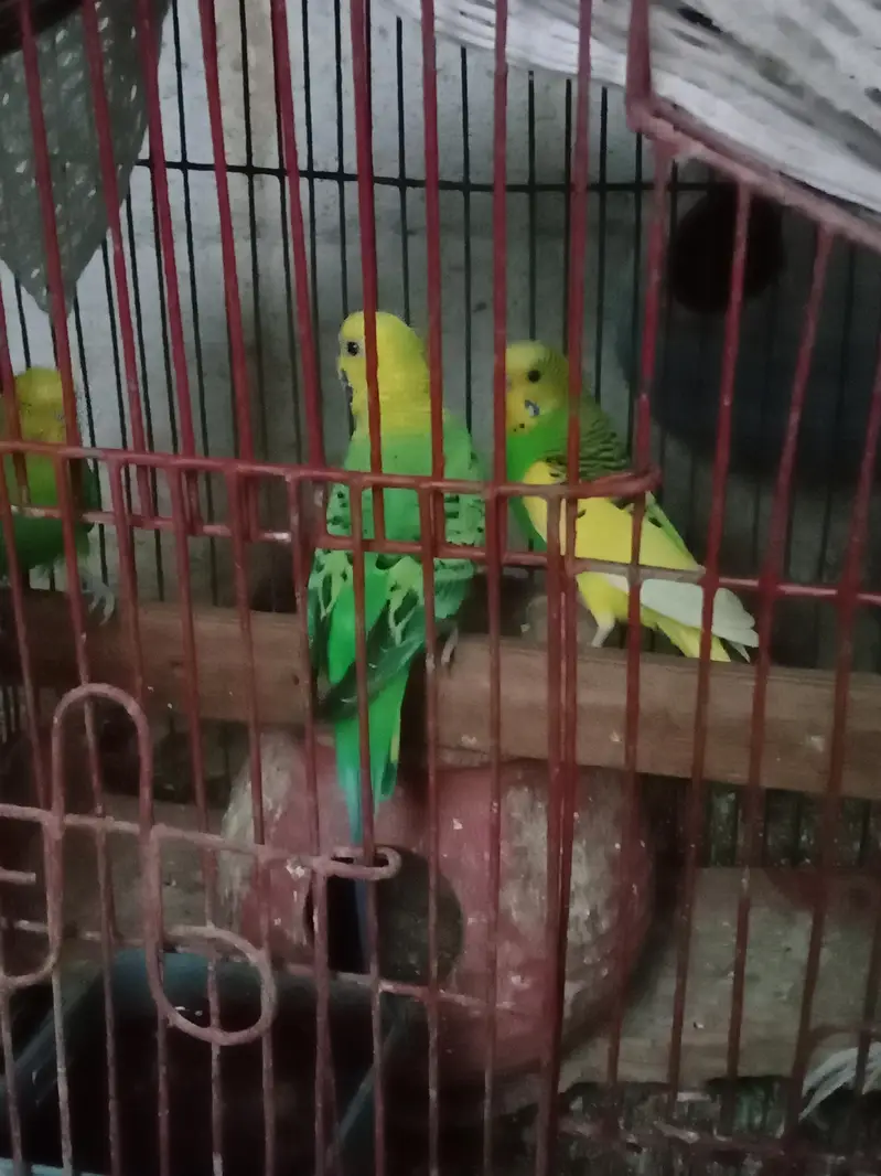 1 Pair and 3 males for sell in 1800 only — photo 5