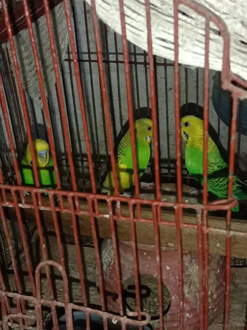 1 Pair and 3 males for sell in 1800 only — photo 6