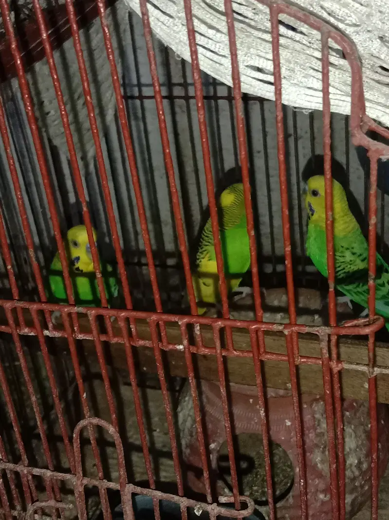 1 Pair and 3 males for sell in 1800 only — photo 7