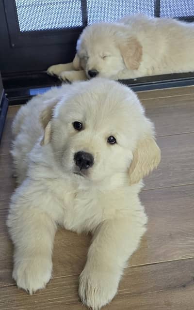 Golden Retriever Microchipped Pedigree Puppy