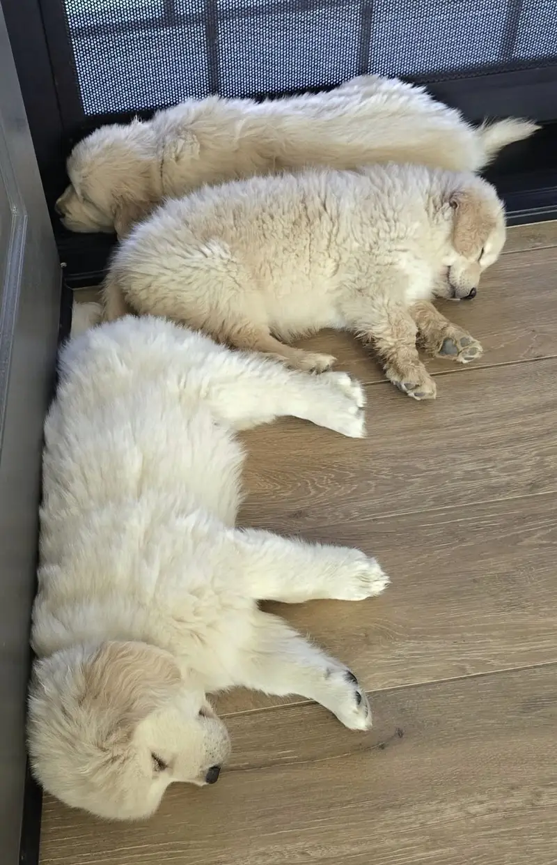 Golden Retriever Microchipped Pedigree Puppy — photo 2