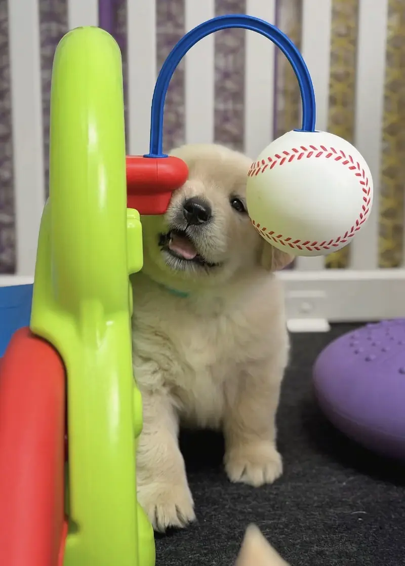 Golden Retriever Microchipped Pedigree Puppy — photo 4