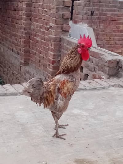dasi morgay