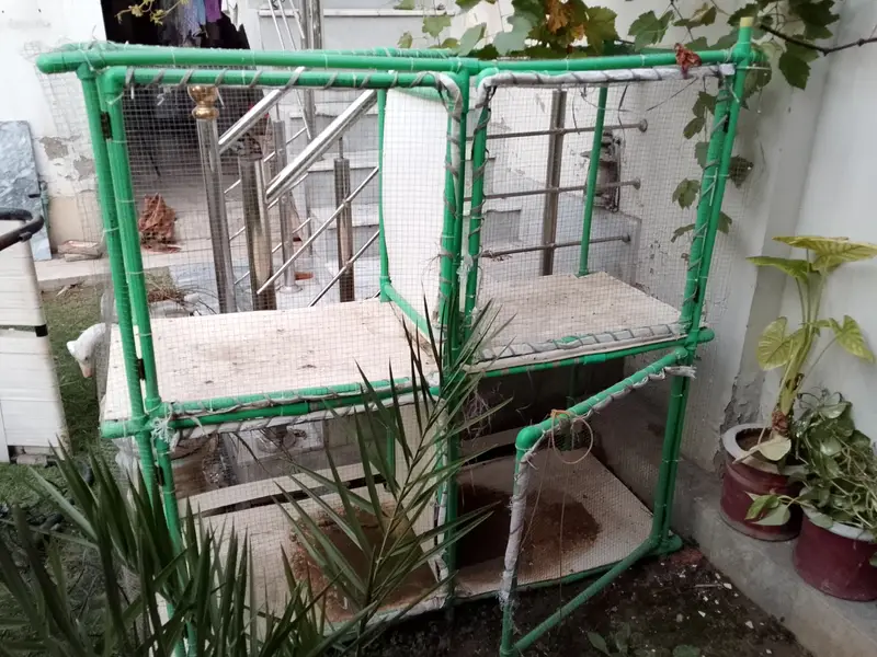 Hen cage for sale — photo 2