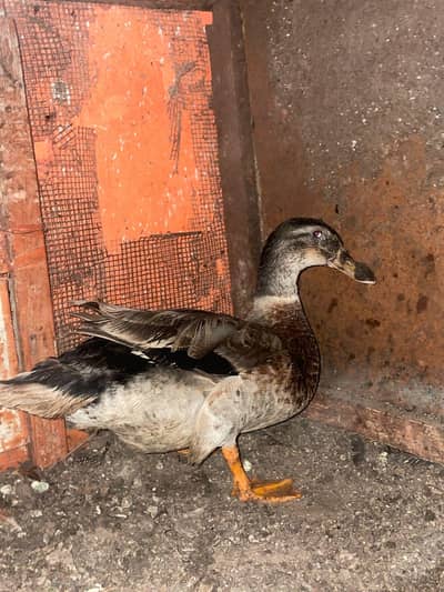 argent sale ducks