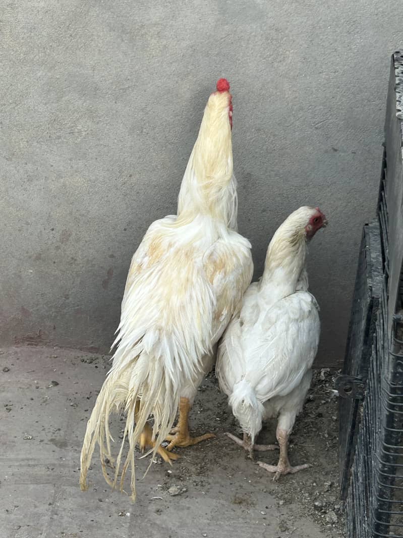 Breader pair 15