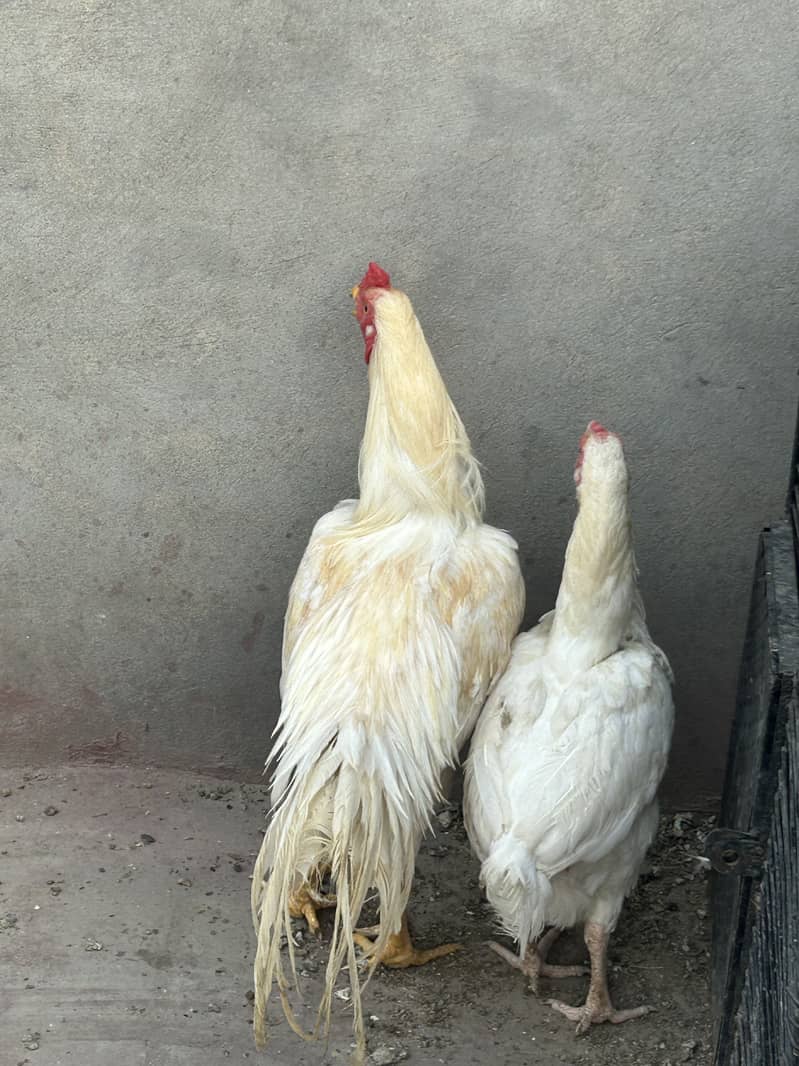 Breader pair 16