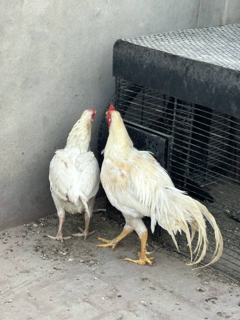 Breader pair 17
