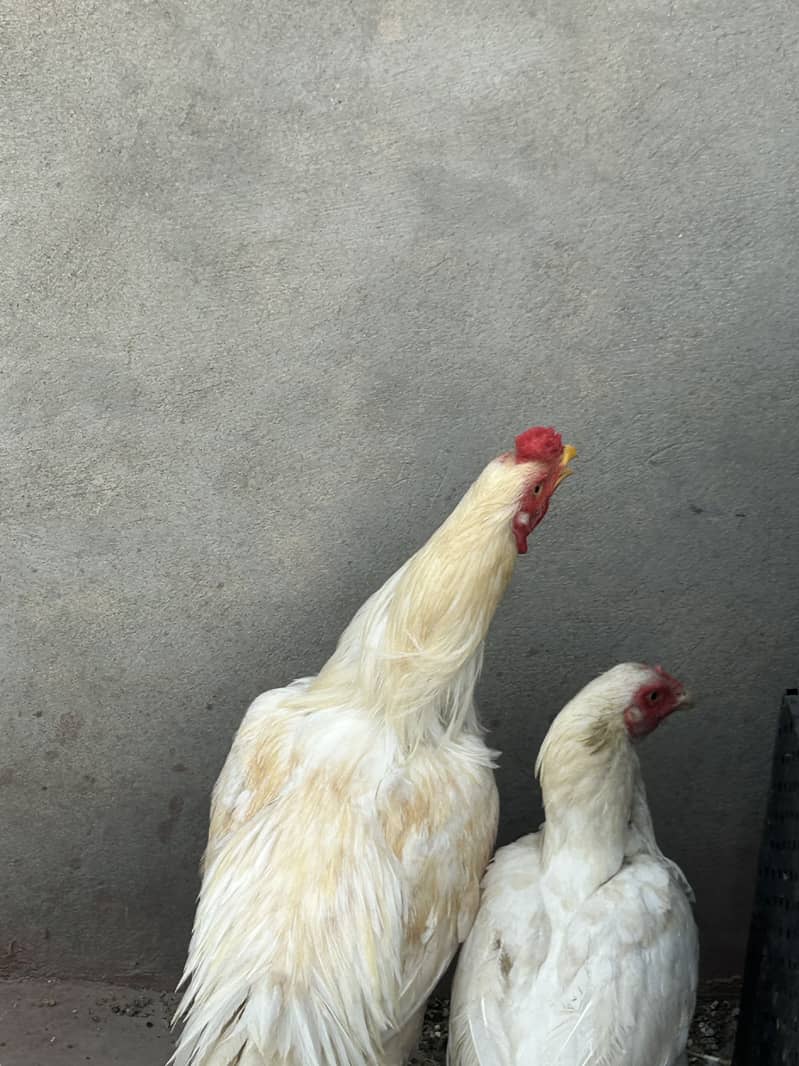 Breader pair 19