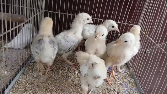 golden silver sebright light Sussex heritage chicks available