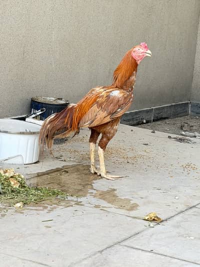 breeding pair aseel mianwali very healthy