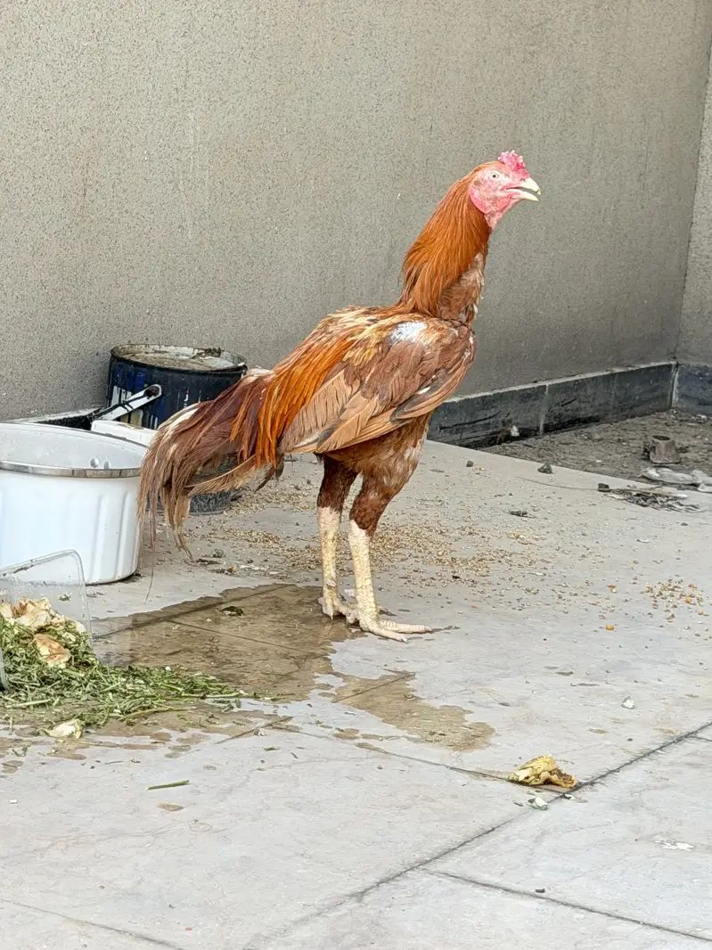 breeding pair aseel mianwali very healthy
