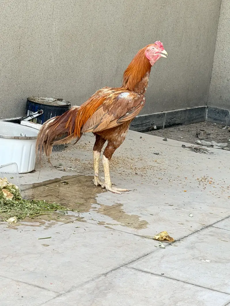 breeding pair aseel mianwali very healthy — photo 2