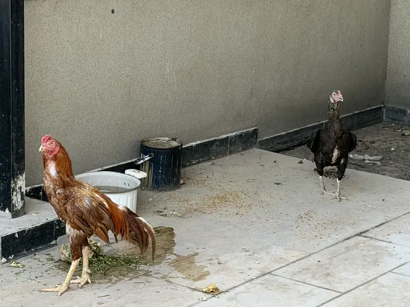 breeding pair aseel mianwali very healthy — photo 3
