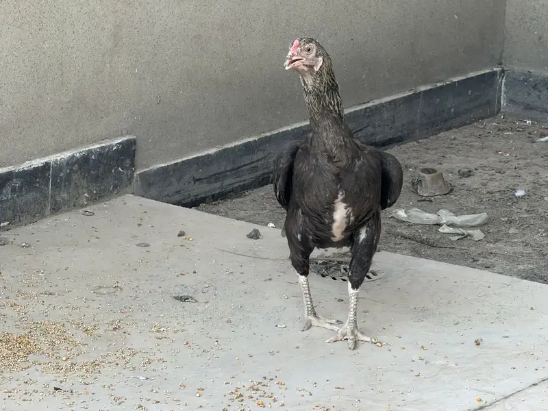 breeding pair aseel mianwali very healthy — photo 4