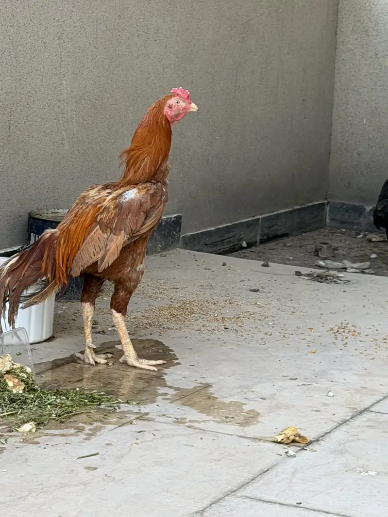 breeding pair aseel mianwali very healthy — photo 5