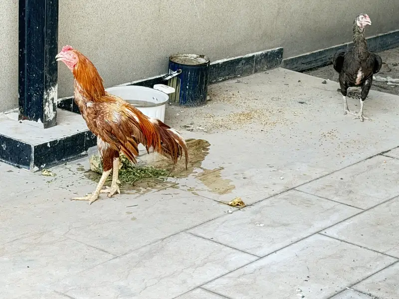breeding pair aseel mianwali very healthy — photo 6