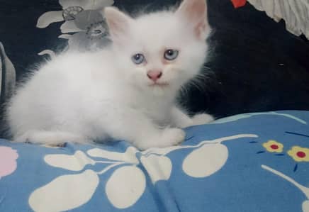 persian kitten pair sale