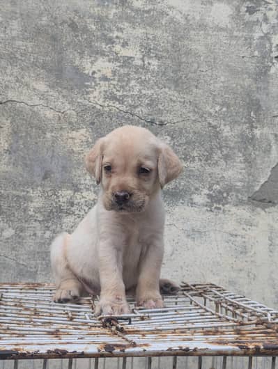 Labrador female puppy for sale