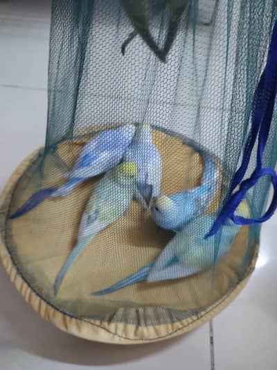 beautiful rainbow budgies