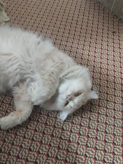 Persian triple coated
