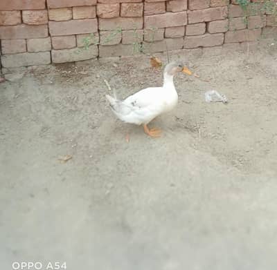 Duck white long neck
