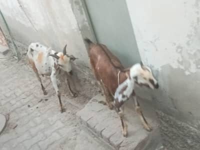 Beetal Cross Bakri with Daughter Path - 2 Female Goats Cargo for Sale