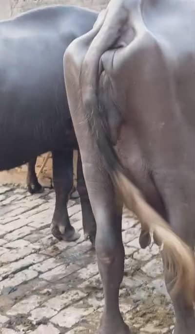 healthy milking buffeio giving 4.5 kg milk per time