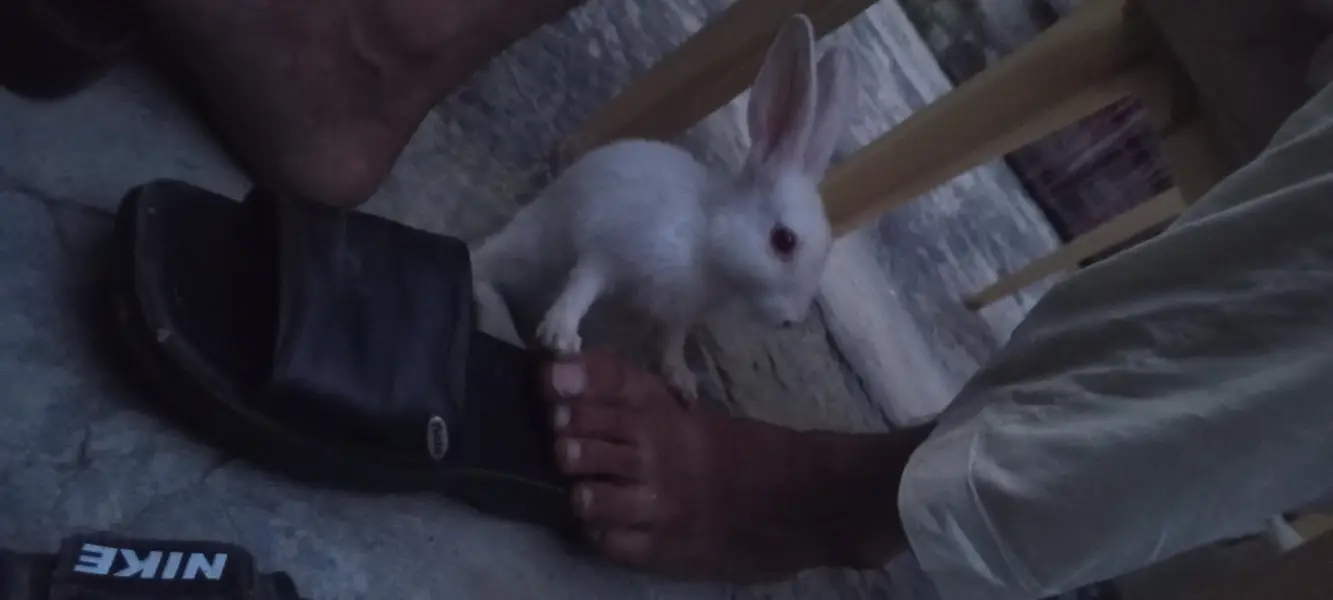 Nez and Dutch female rabbits — photo 5