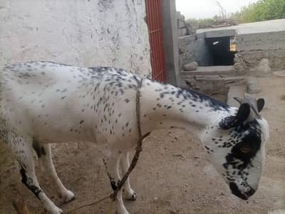 Two Barbari Mother Daughter Goat Pair