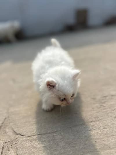 cats cute baby for sale