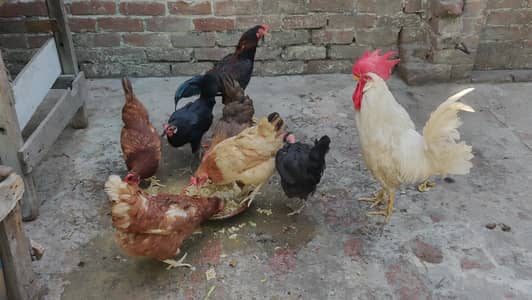 6 eggs lying hens, 1 mianawali Aseel, 1 white Roaster