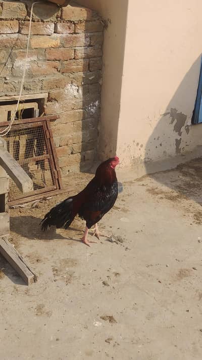 Mianwali aseel