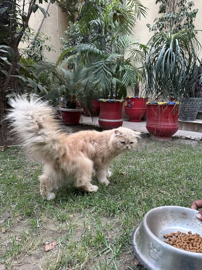 Punch Face Persian Male Cat