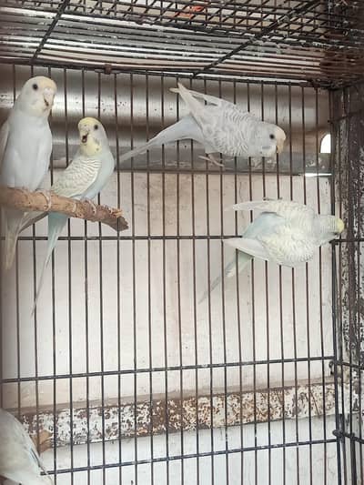 Australian (budgies/pied)