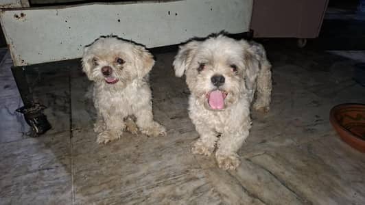 Shih Tzu Pair
