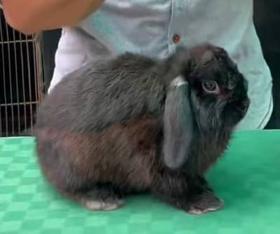Holland Lop Rabbits